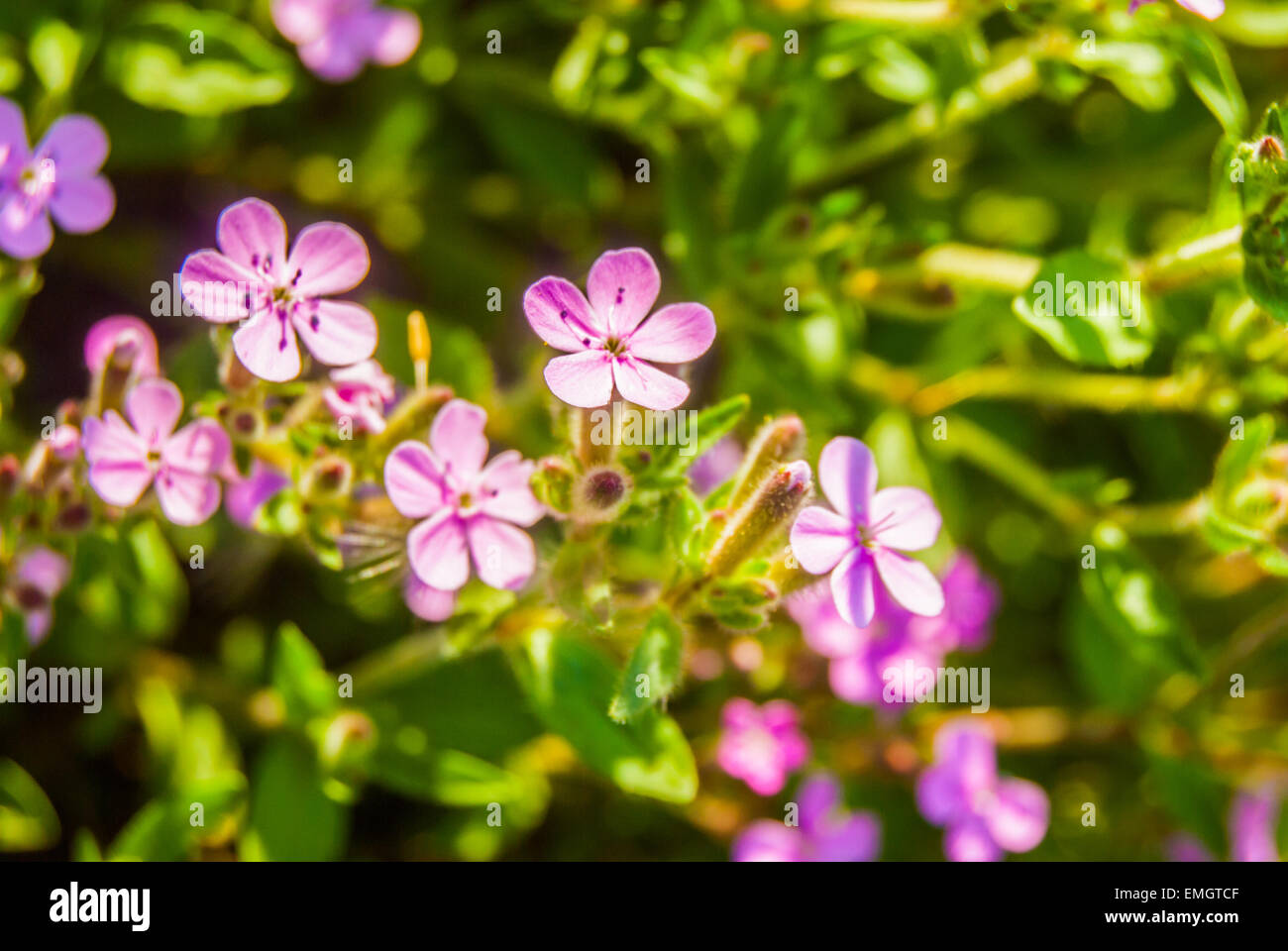 Blooming pink meadow flowers (Phlox douglasii) Stock Photo