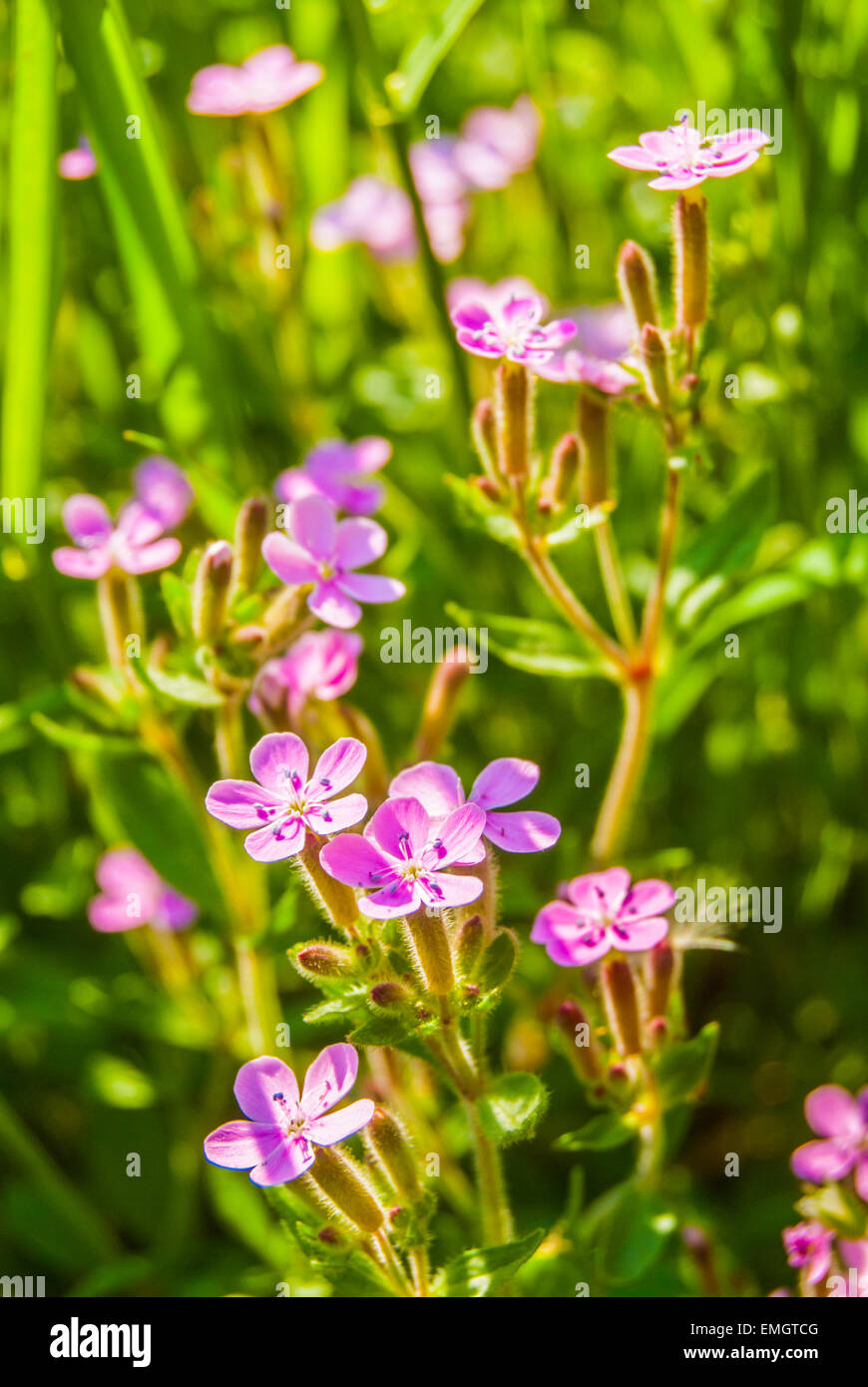 Blooming pink meadow flowers (Phlox douglasii) Stock Photo