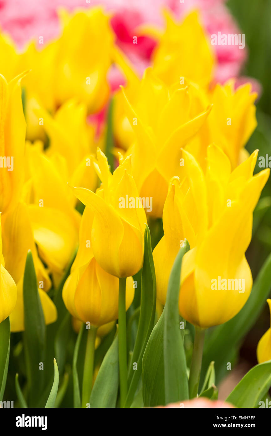 Close up of Yellow tulips in the spring garden. Shallow DOF. Stock Photo