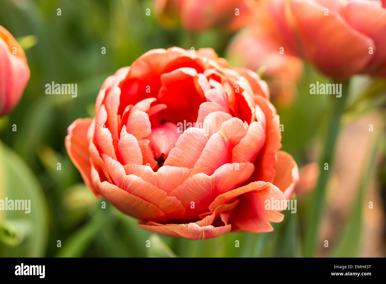 Close up of Pink tulips in the spring garden. Shallow DOF. Stock Photo