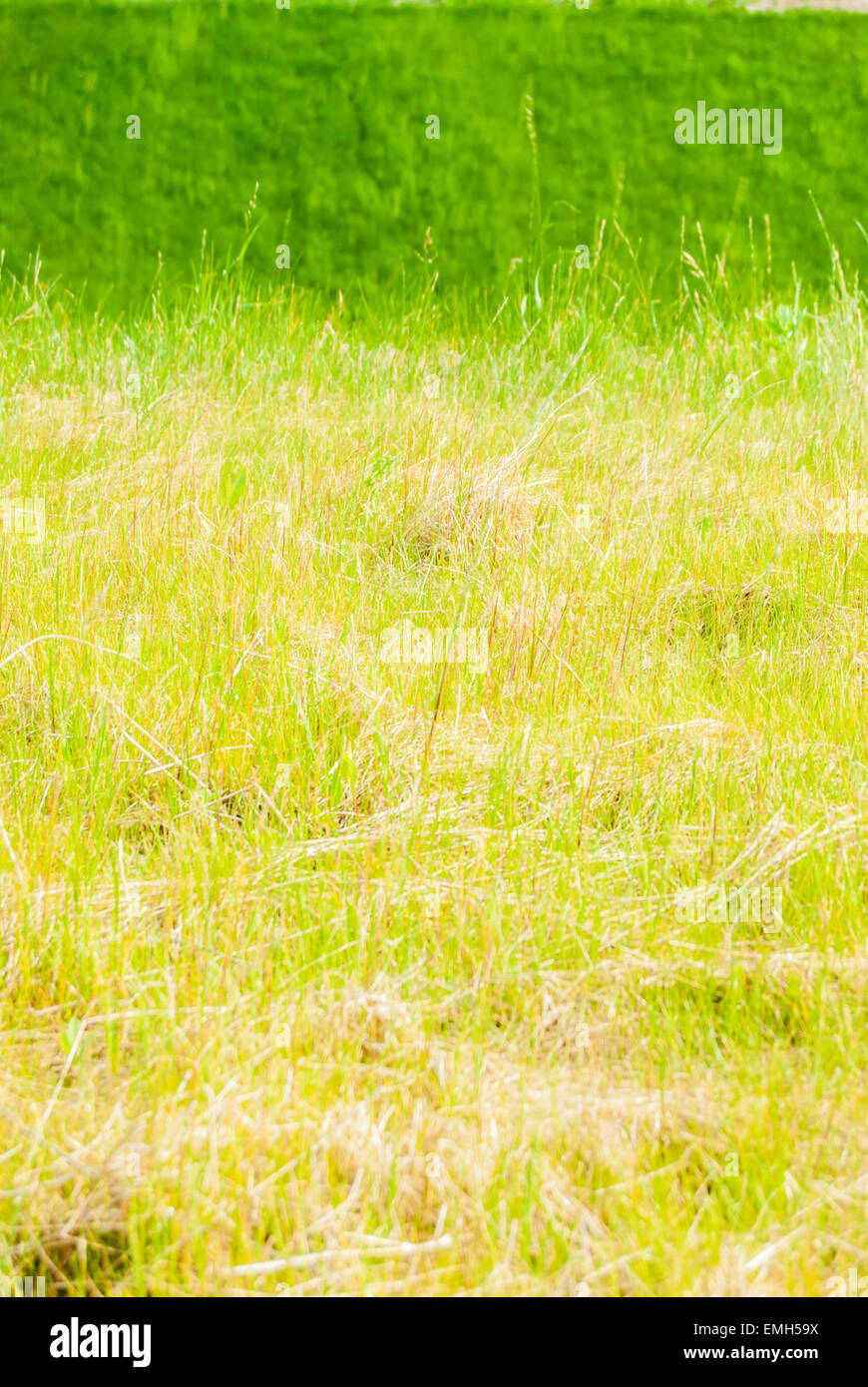 Green grass near highway. Ecology background Stock Photo Alamy