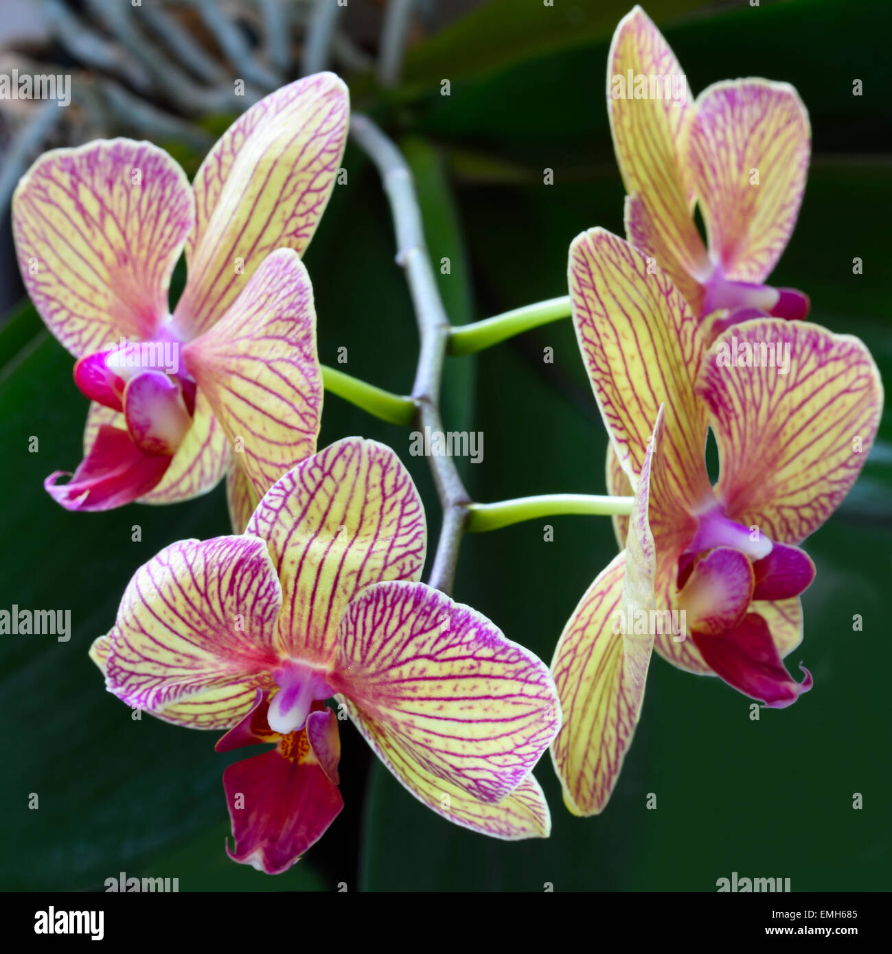 Four colourful blooms on an Orchidaceae Phalaenopsis Stock Photo