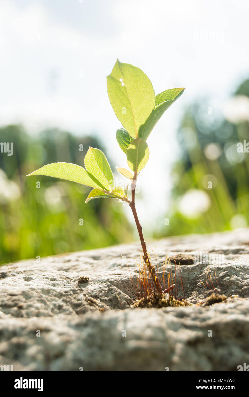 Sprout growing out of rock hi-res stock photography and images - Alamy