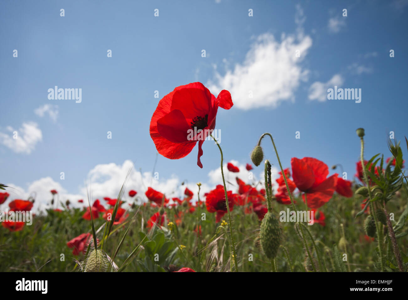 A field of poppies under a blue sky Stock Photo - Alamy