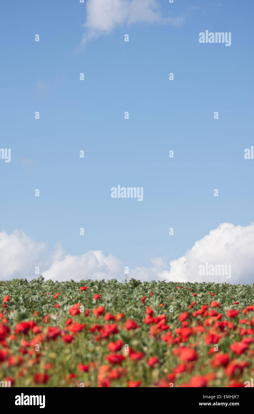 A field of red poppies under a blue sky Stock Photo - Alamy