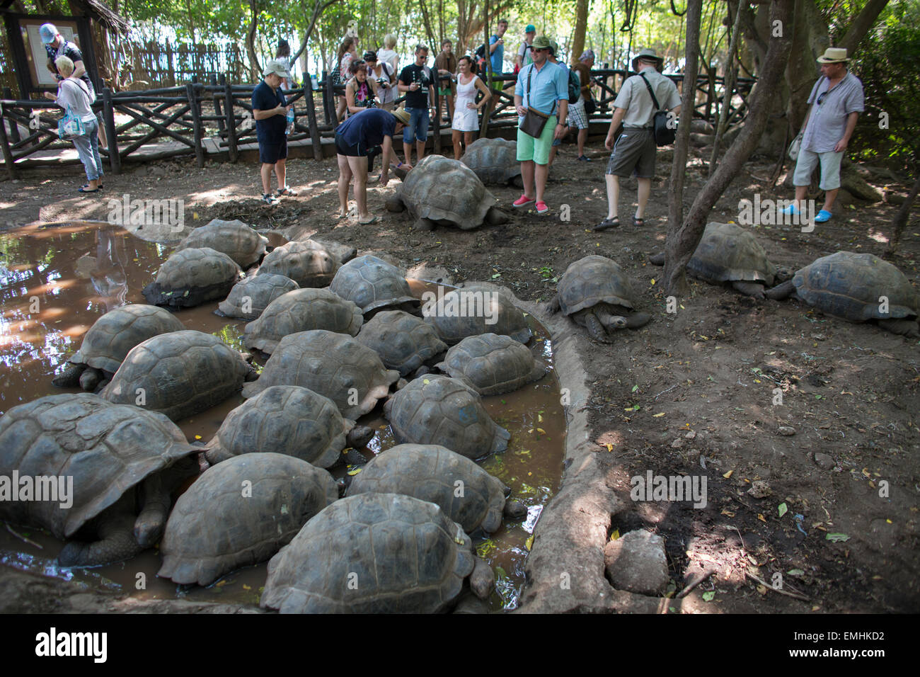 Giant Tortoises Sanctuary On Prison Island Zanzibar Stock Photo Alamy Giant Tortoises Sanctuary On Prison Island Zanzibar Stock Photo Alamy