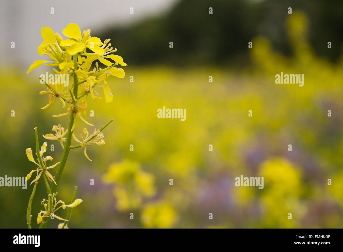 Close up of a Rapeseed plant in a field of Rapeseed Stock Photo