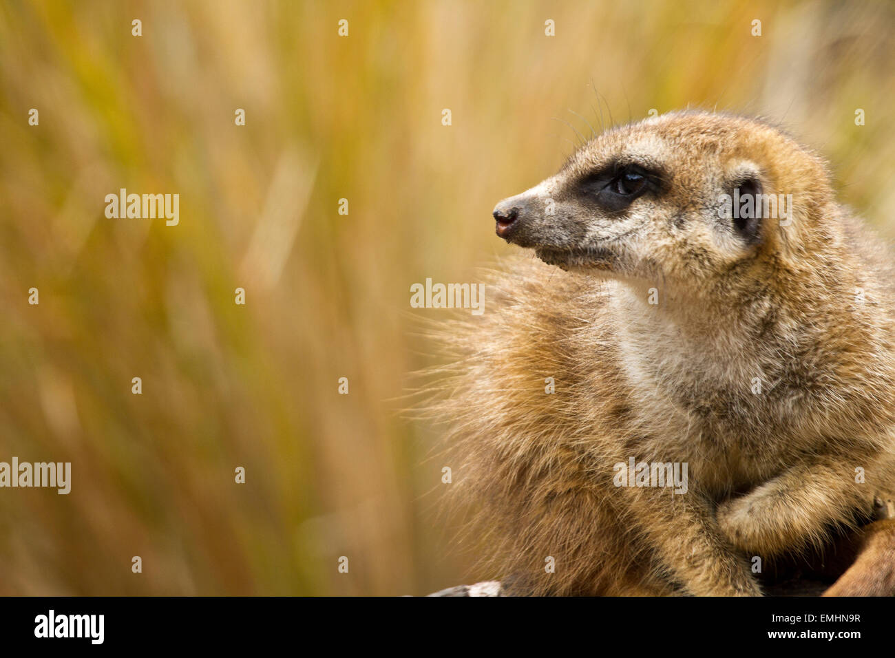 A Meerkat crouching with negative space left of frame Stock Photo