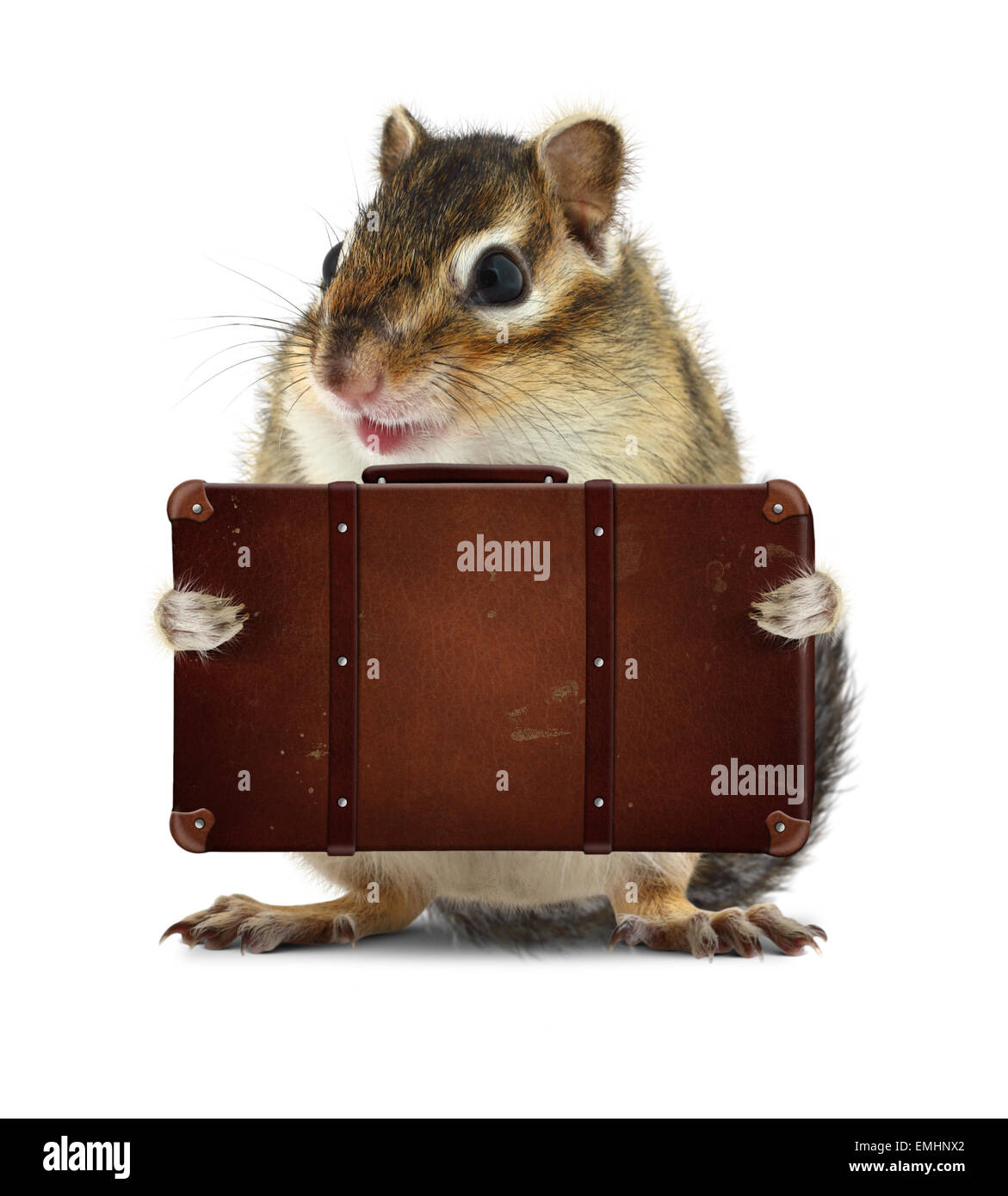 rodent with suitcase isolated on white, vacation concept Stock Photo ...