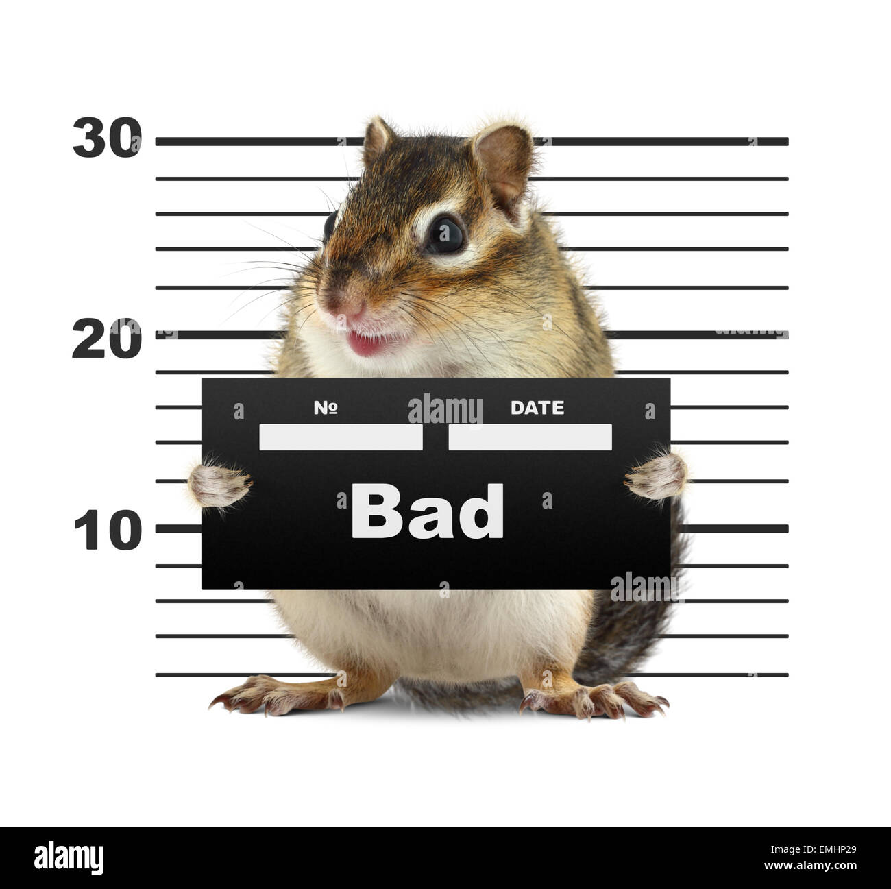 mugshot background with rodent, bad animal concept Stock Photo
