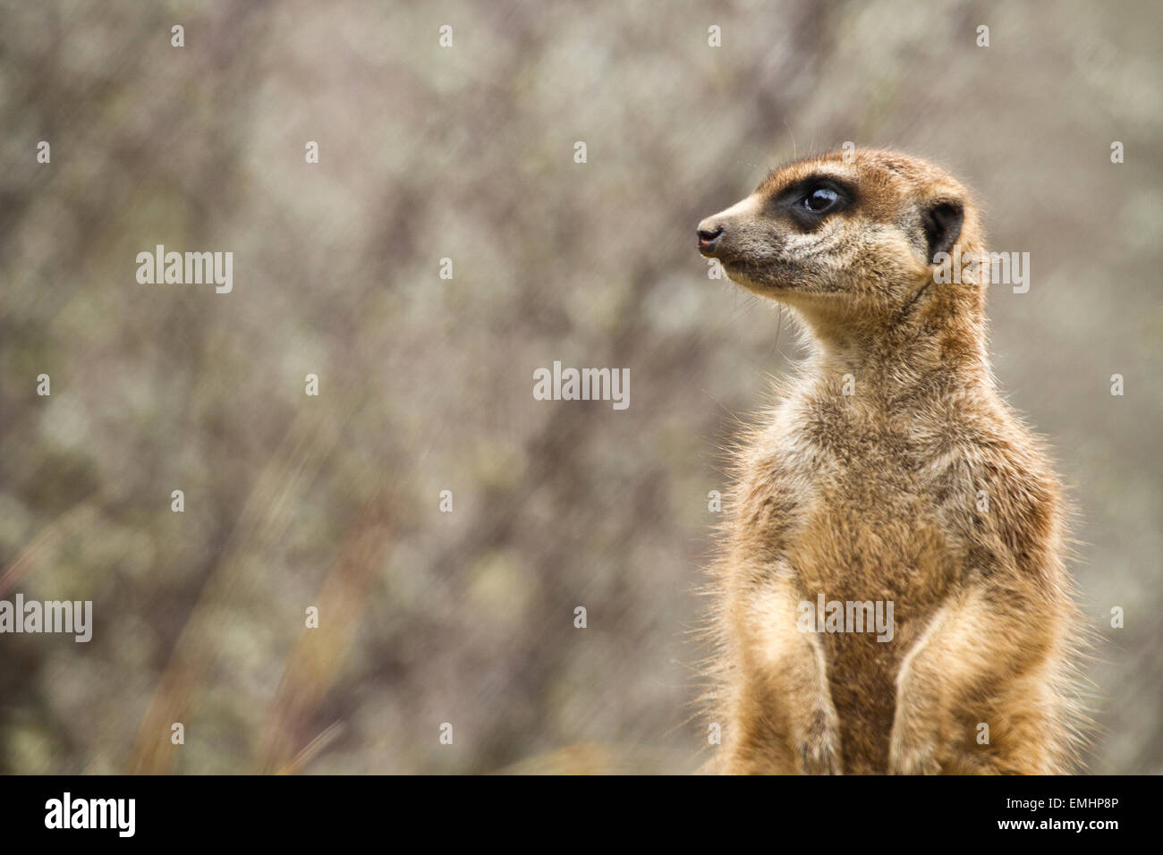 A Meerkat on sentry duty with negative space left of frame Stock Photo