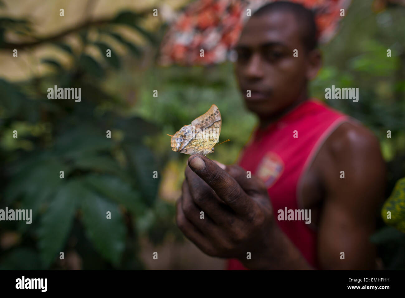 Zanzibar butterfly centre producing butterfly pupae on zanzibar Stock Photo