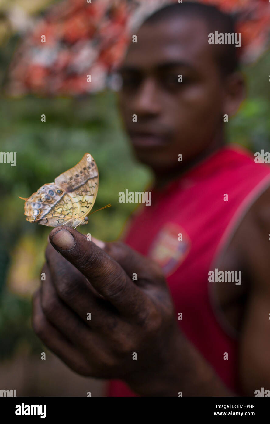 Zanzibar butterfly centre producing butterfly pupae on zanzibar Stock Photo