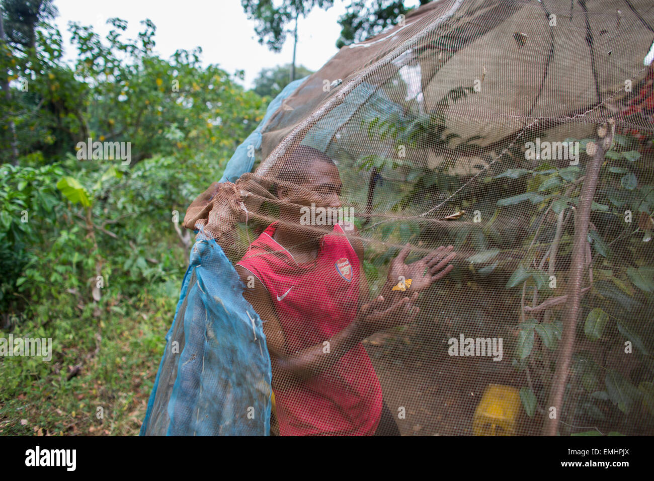 Zanzibar butterfly centre producing butterfly pupae on zanzibar Stock
