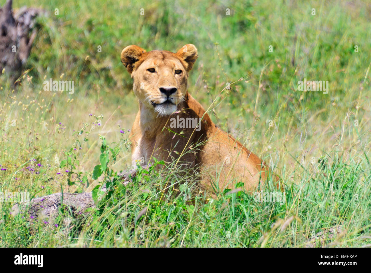 Page 2 Simba High Resolution Stock Photography And Images Alamy