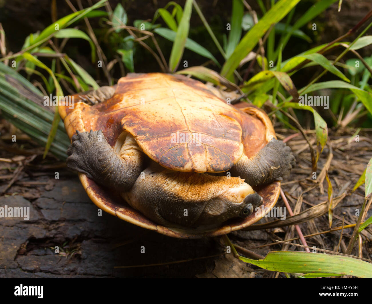 Wild turtle caught in the jungle laying upside down. Stock Photo