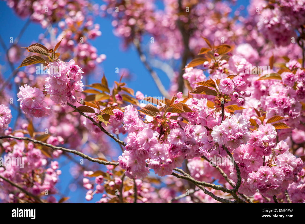 Corsham, UK. 21st Apr, 2015. The historic town of Corsham was the setting for the recent BBC drama Poldark. This Spring it is also home to a beautiful display of cherry blossom which is admired by the public enjoying the recent warm sunshine. Credit:  Wayne Farrell/Alamy Live News Stock Photo