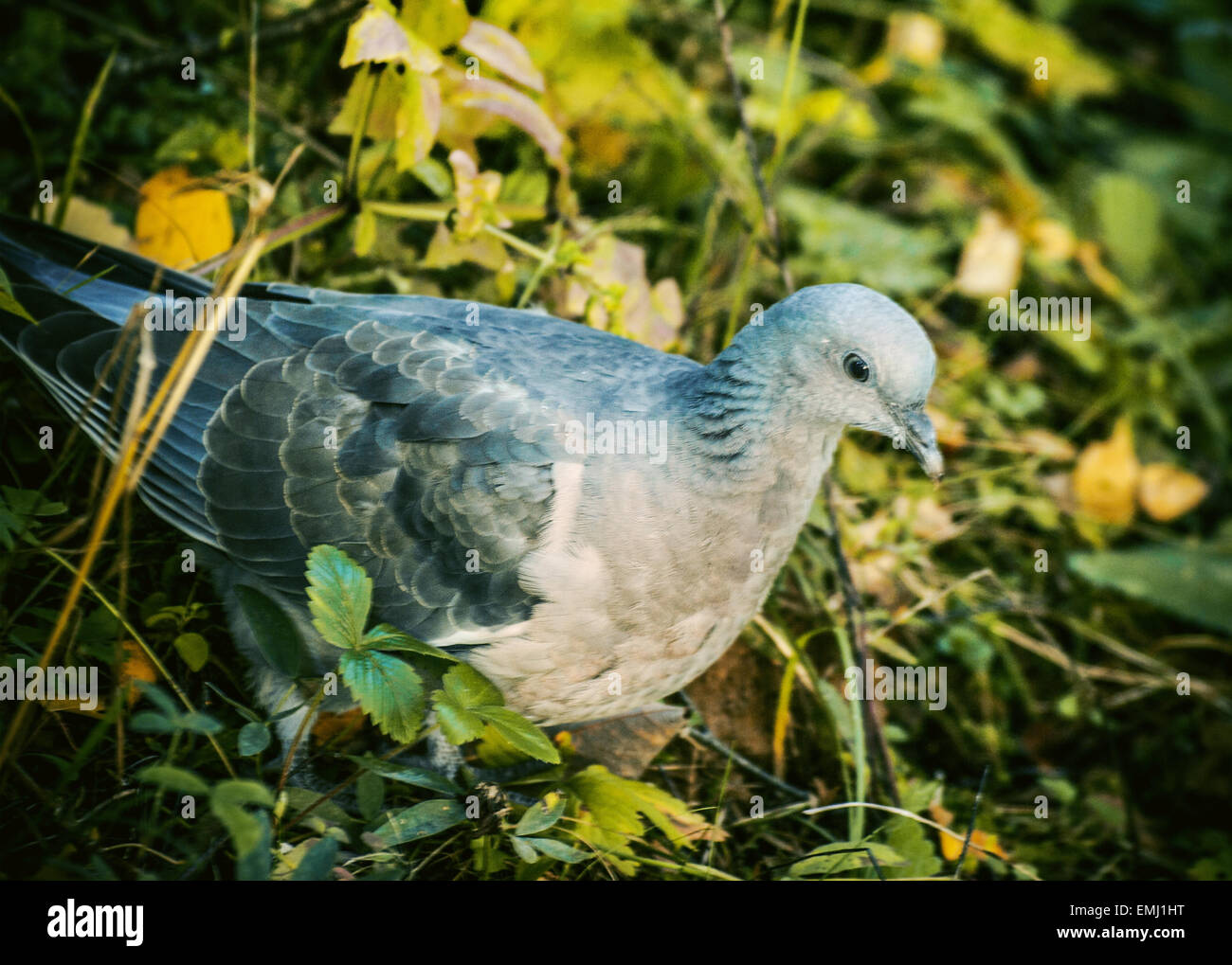 the wood pigeon Stock Photo Alamy