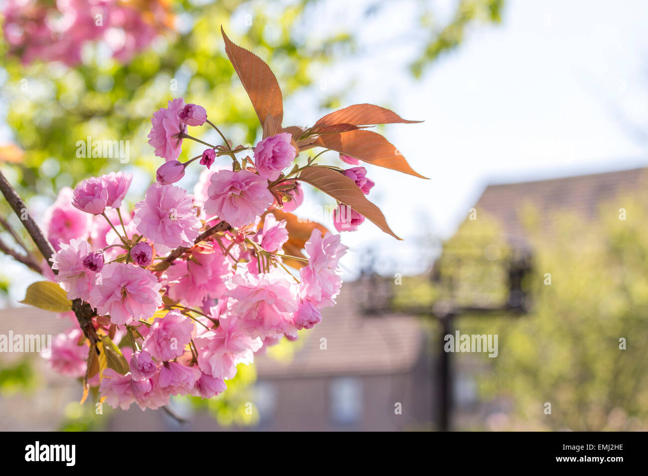 Corsham, UK. 21st Apr, 2015. The historic town of Corsham was the setting for the recent BBC drama Poldark. This Spring it is also home to a beautiful display of cherry blossom which is admired by the public enjoying the recent warm sunshine. Credit:  Wayne Farrell/Alamy Live News Stock Photo