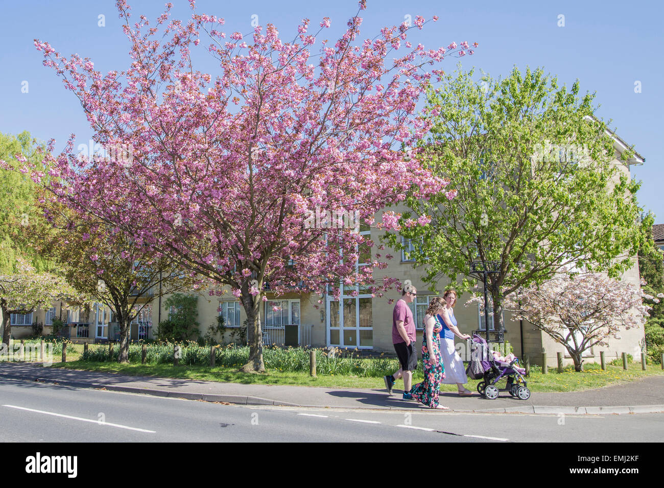 Corsham, UK. 21st Apr, 2015. The historic town of Corsham was the setting for the recent BBC drama Poldark. This Spring it is also home to a beautiful display of cherry blossom. Credit:  Wayne Farrell/Alamy Live News Stock Photo