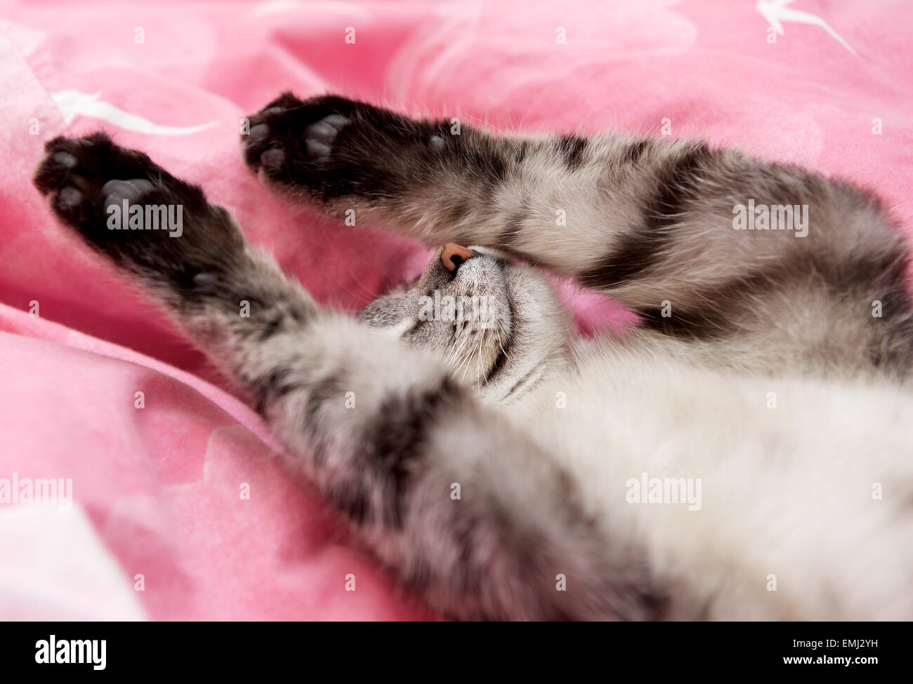 cat in bed, funny sleeping cat, cat close up, domestic cat sleeping in bed Stock Photo