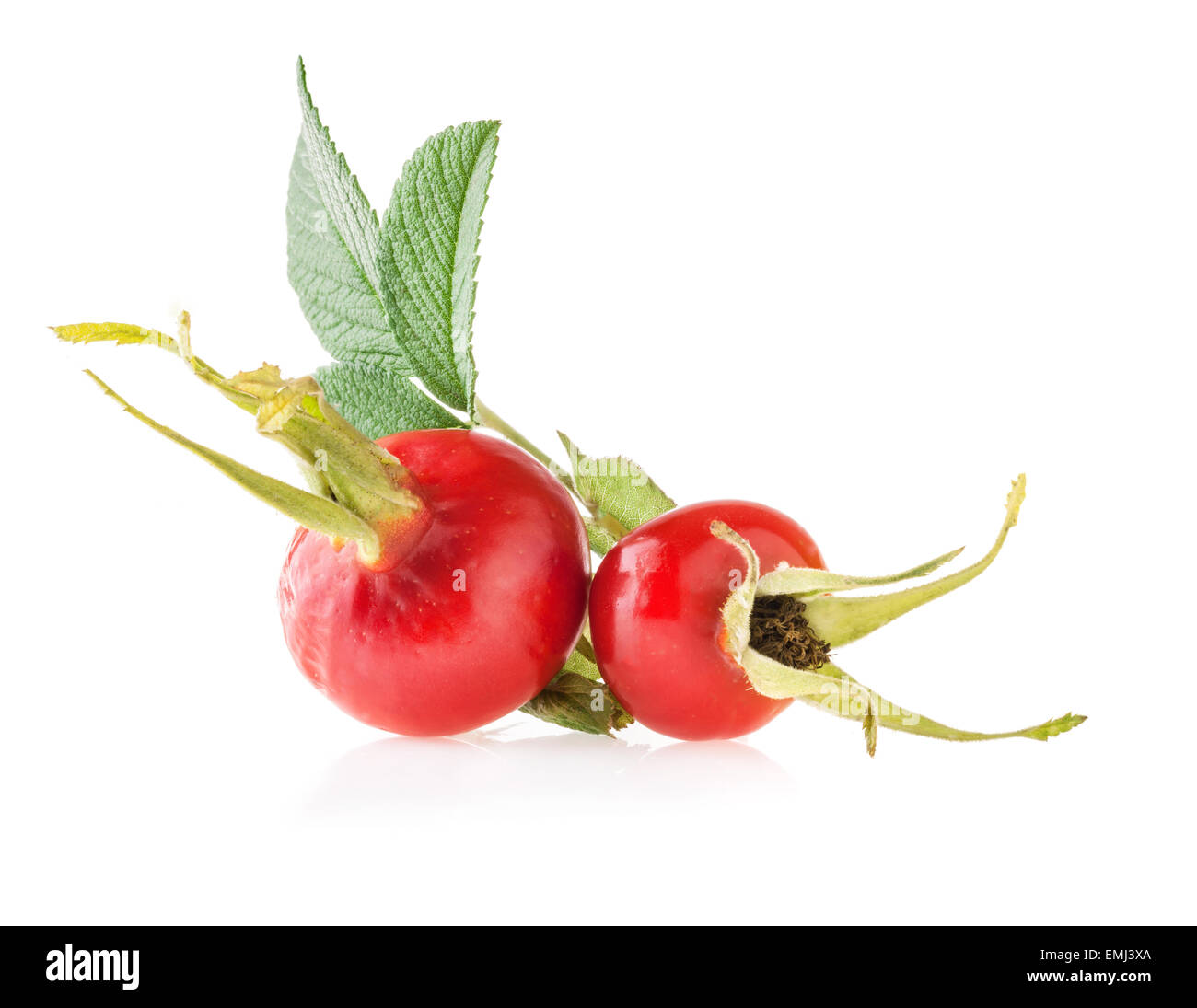 Rose hips isolated on white background Stock Photo - Alamy