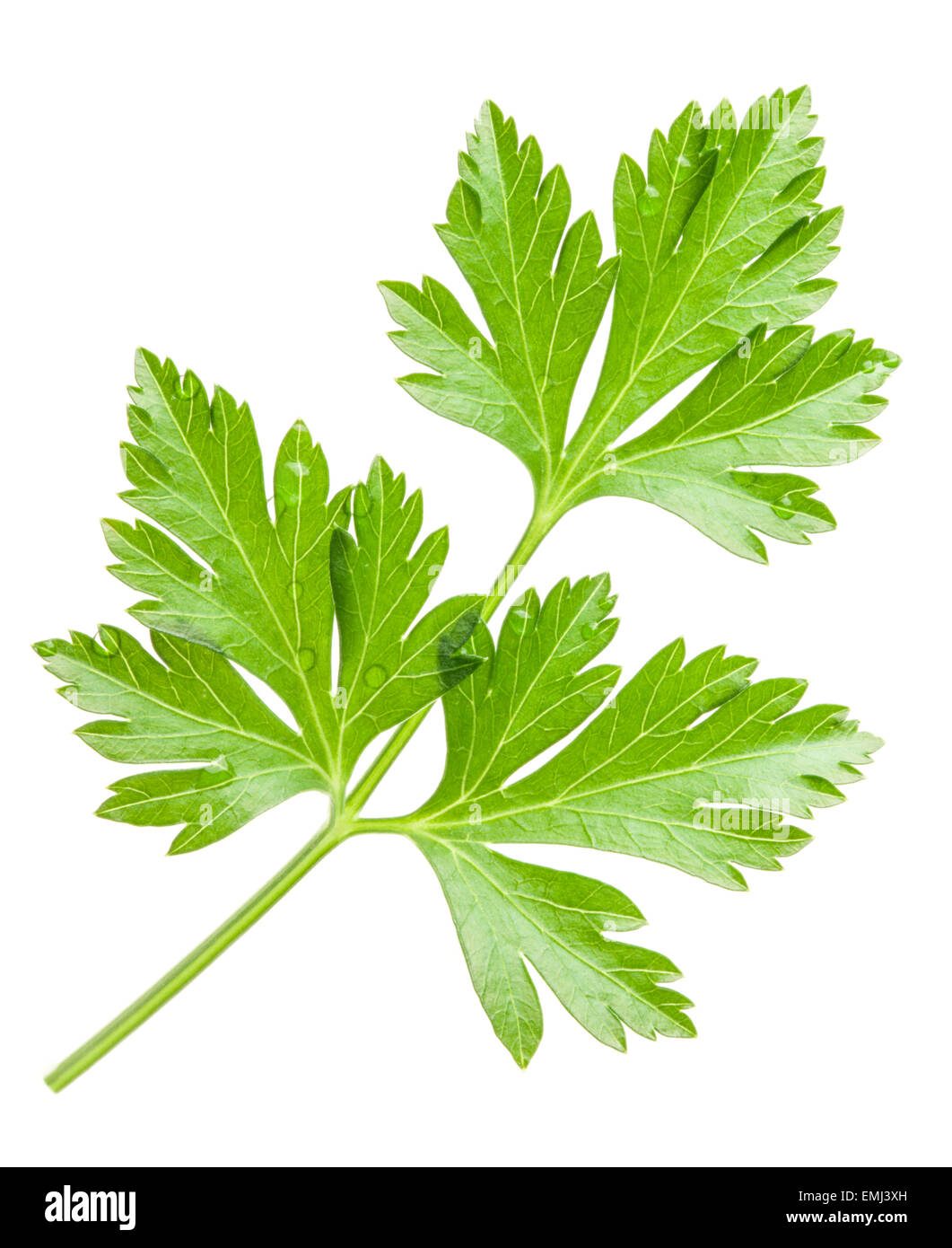 Parsley Leaves Isolated On White Background Closeup Stock Photo Alamy Parsley Leaves Isolated On White Background Closeup EMJ3XH