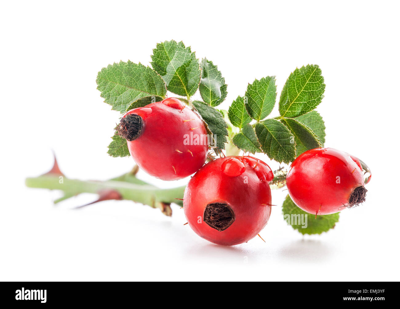 Rose hips isolated on white background Stock Photo - Alamy