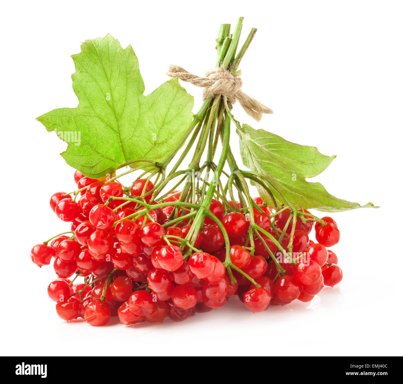 Red viburnum berries with green leaves isolated on white Stock Photo