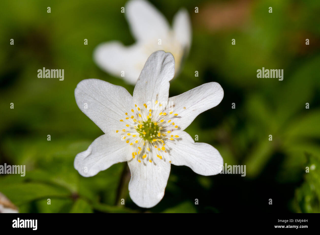 The white flowers of Wood anemone (Anemone nemorosa), also known as Windflower, Thimbleweed or Smell fox Stock Photo