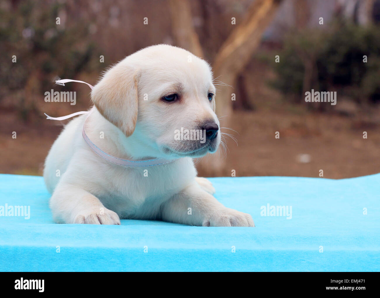 a yellow labrador puppy laying on blue background Stock Photo - Alamy