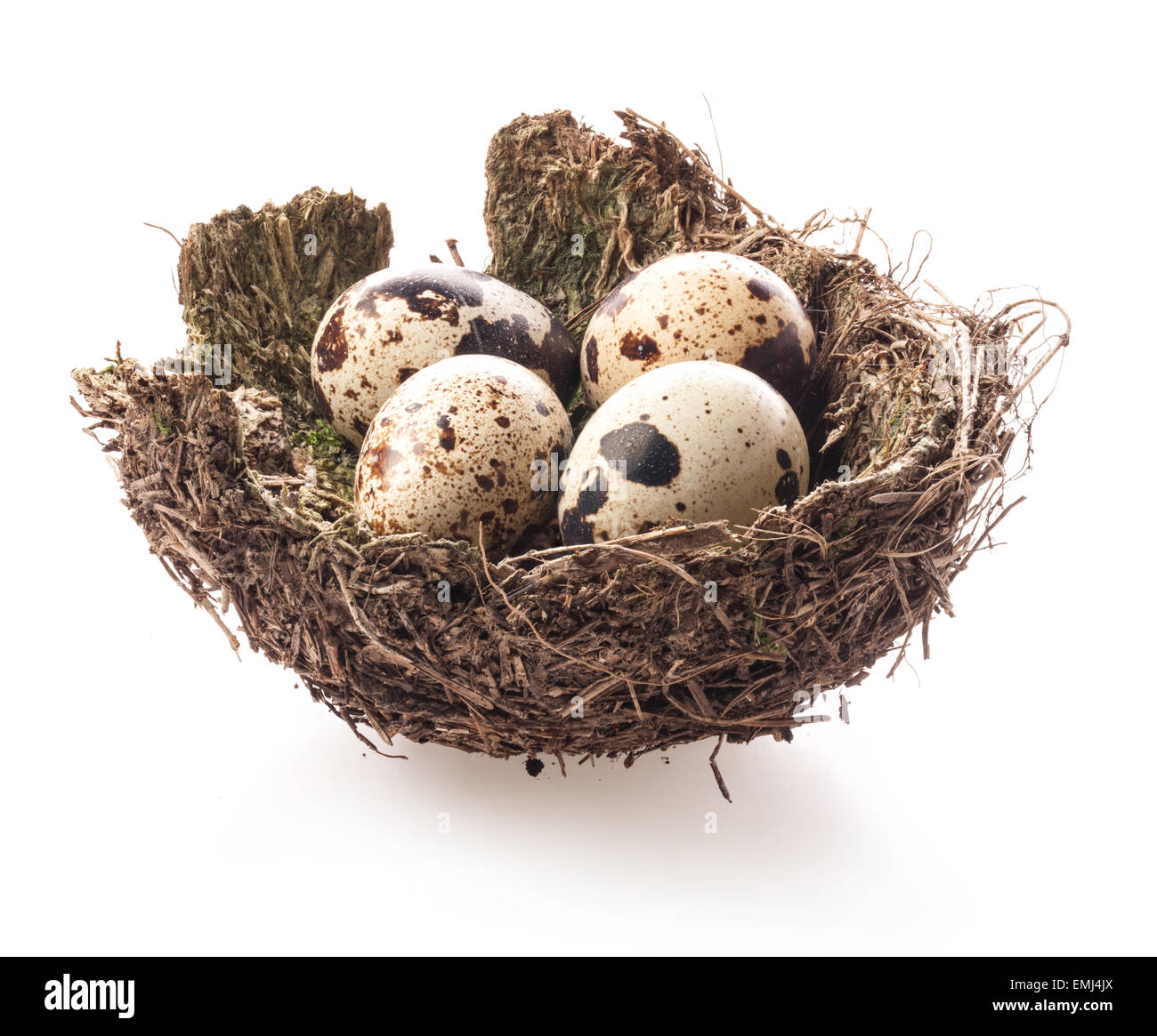 Birds nest with eggs isolated on white background Stock Photo - Alamy