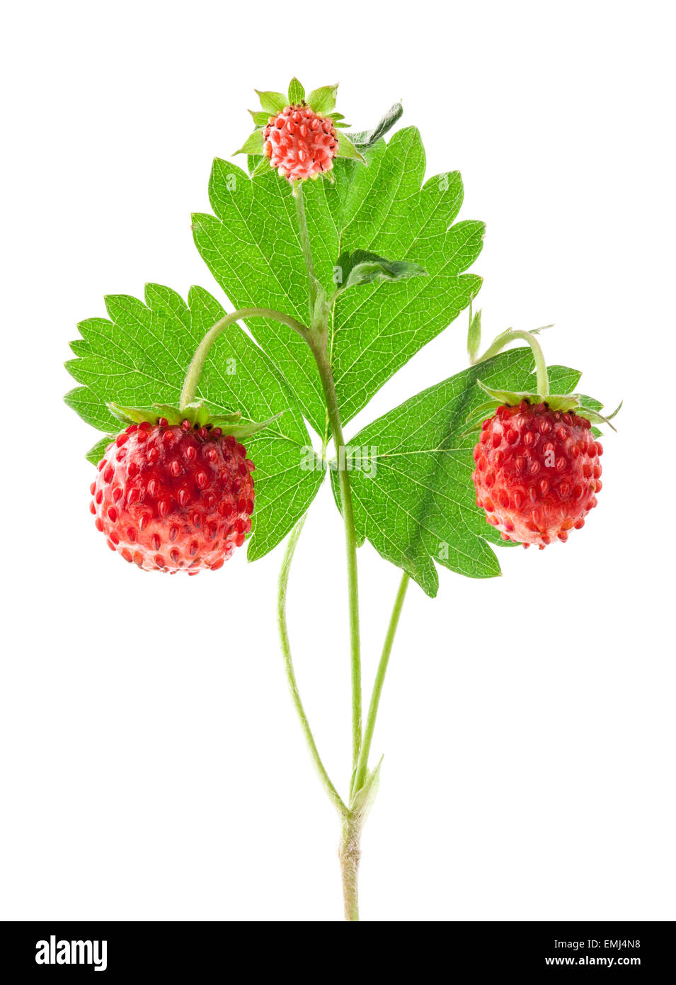 Wild strawberry isolated on white background, macro Stock Photo - Alamy