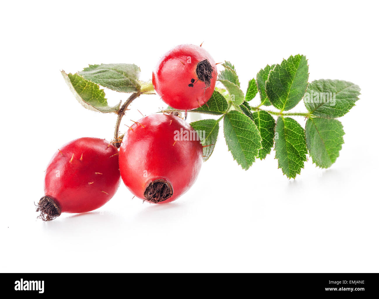 Rose hips isolated on white background Stock Photo - Alamy