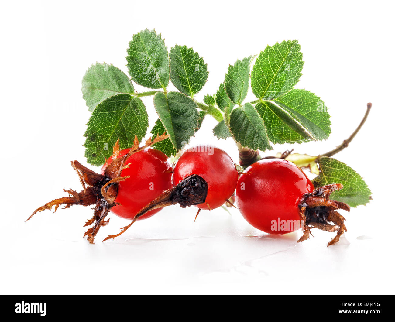 Rose hips isolated on white background Stock Photo - Alamy