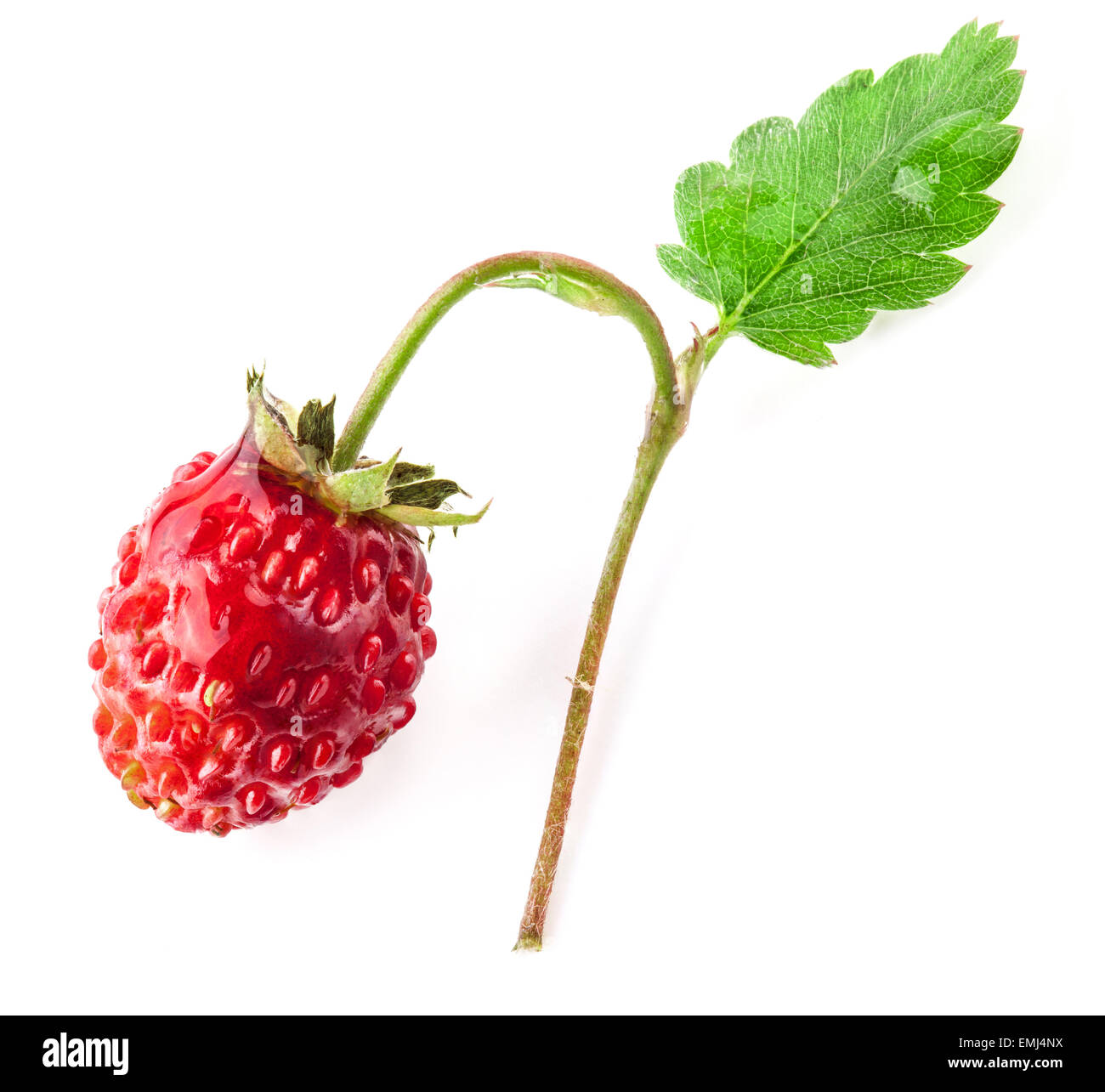 Wild strawberry macro isolated on white background Stock Photo - Alamy