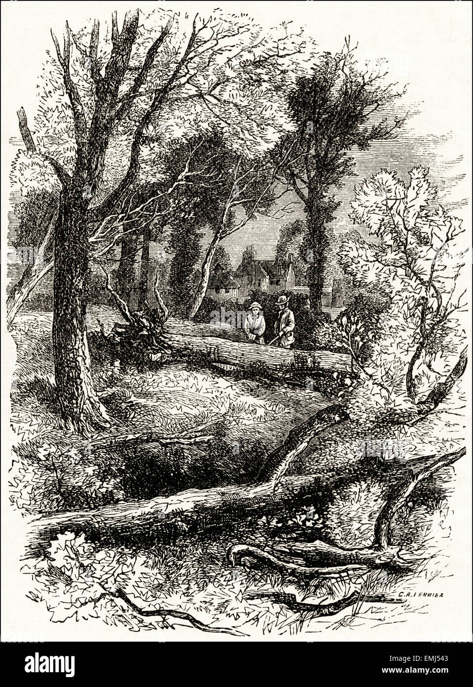 Men looking at trees fallen after storm. Victorian woodcut engraving ...