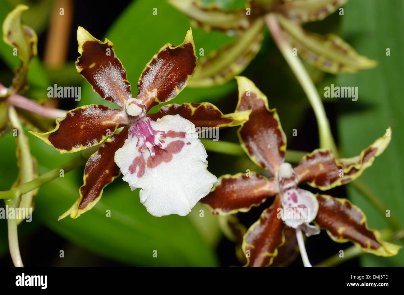 Oncidium Colmanara hybrid Orchid - Jungle Monarch Stock Photo