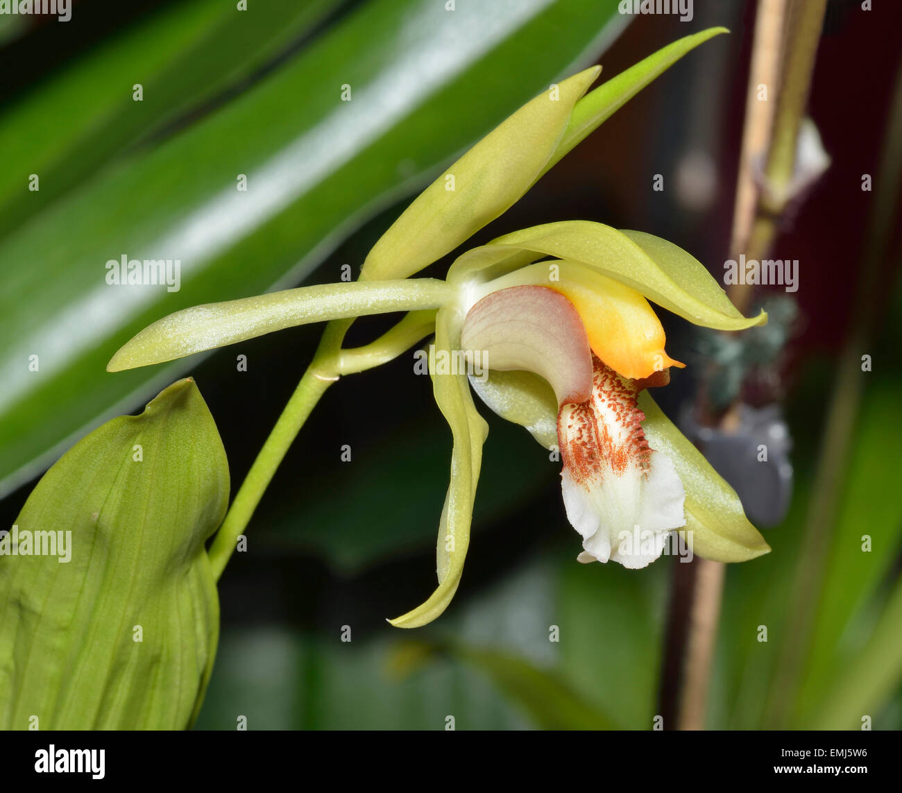 Rumphius' Coelogyne Orchid - Coelogyne rumphii Found in the Moluccas in riverine forests Stock Photo