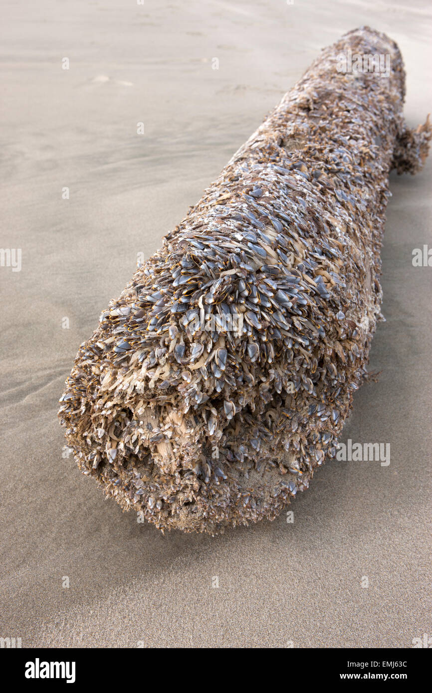 Barnacle covered log Stock Photo Alamy