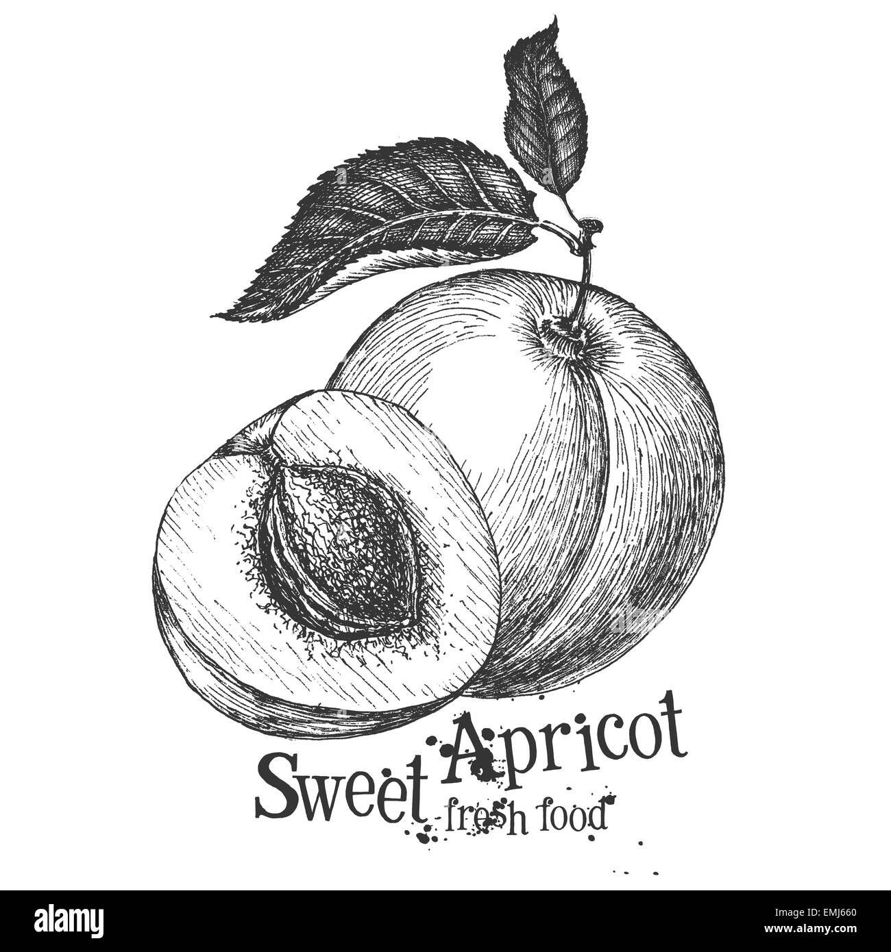 apricot on a white background. sketch Stock Photo