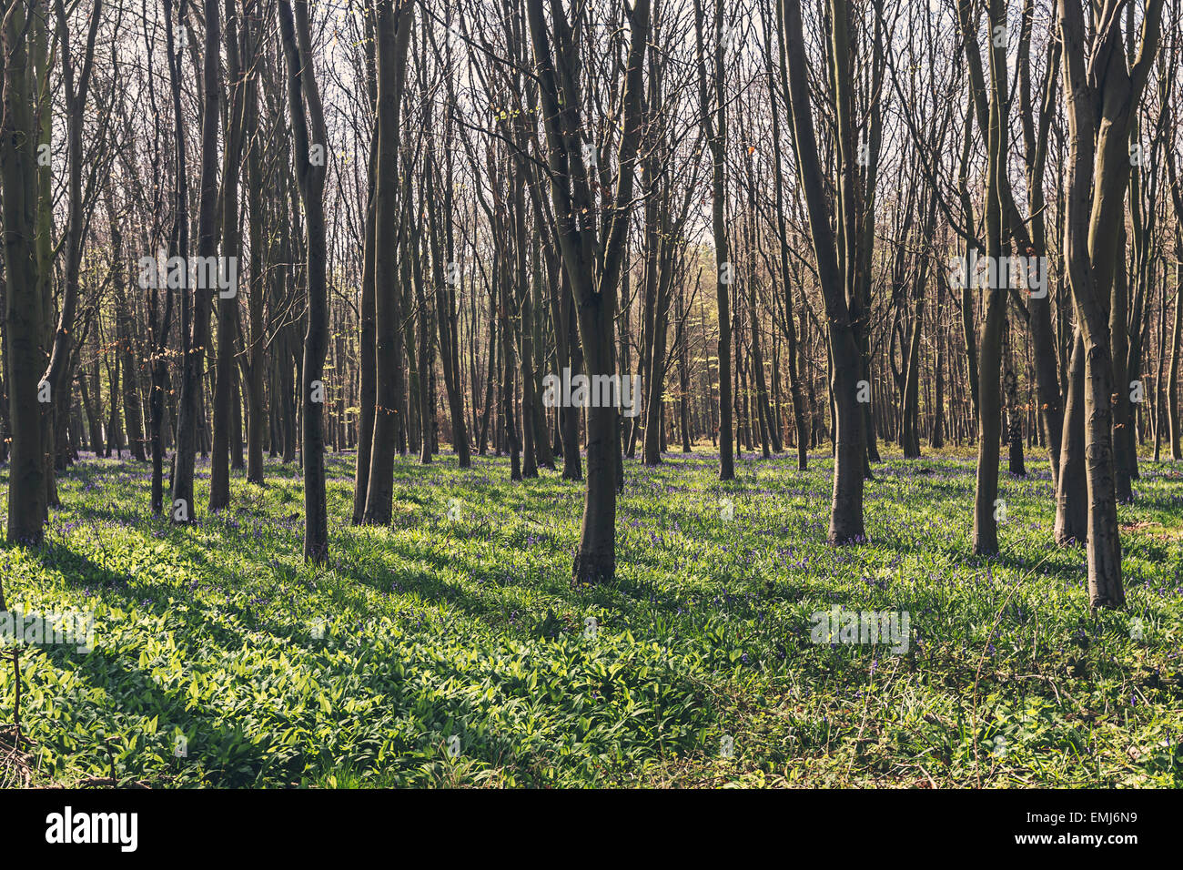 Blue Bells in Woodland Stock Photo