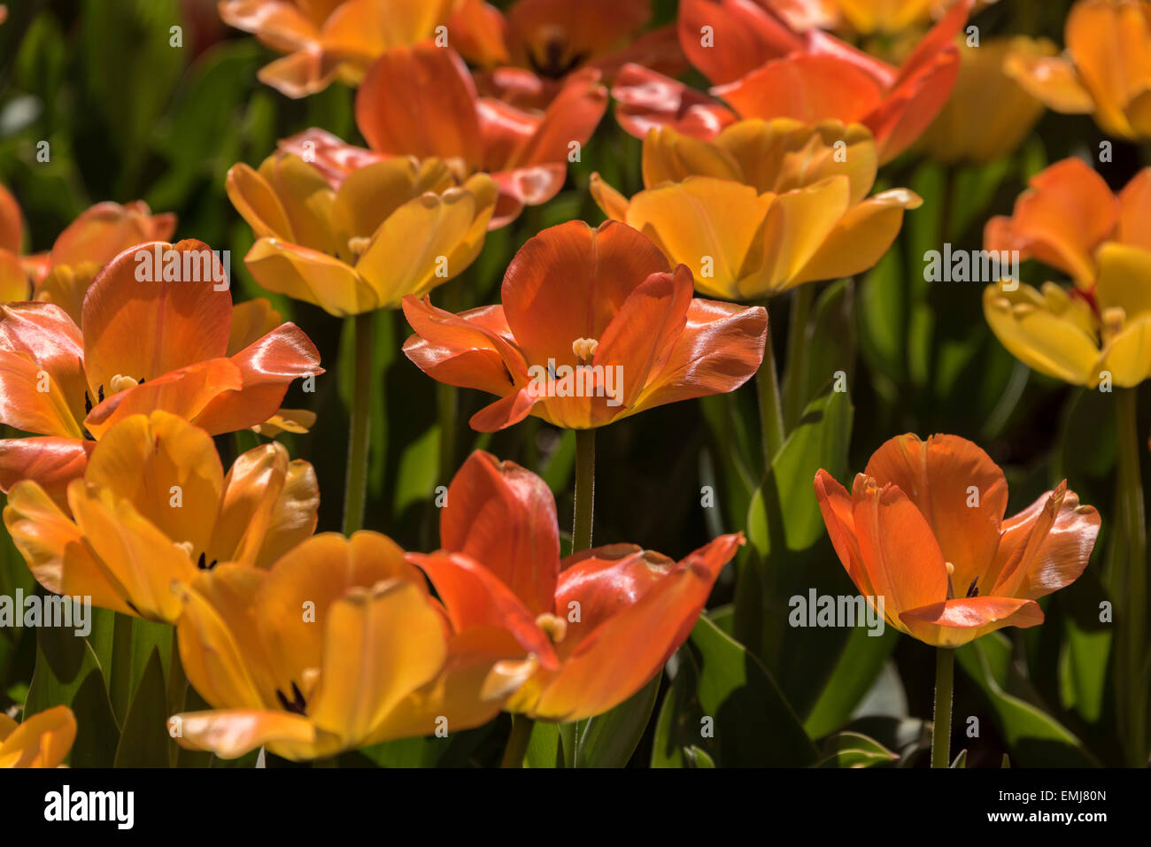 Glistening Orange and Yellow Tulips in Bed Stock Photo - Alamy