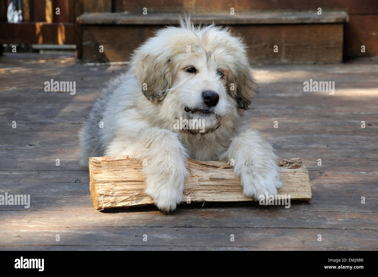 Great Pyrenees Anatolian Mix