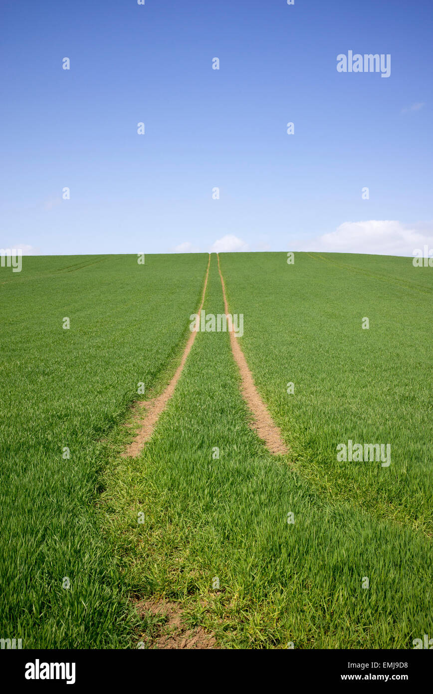Tractor tracks on a green wheat field in the English Countryside Stock ...