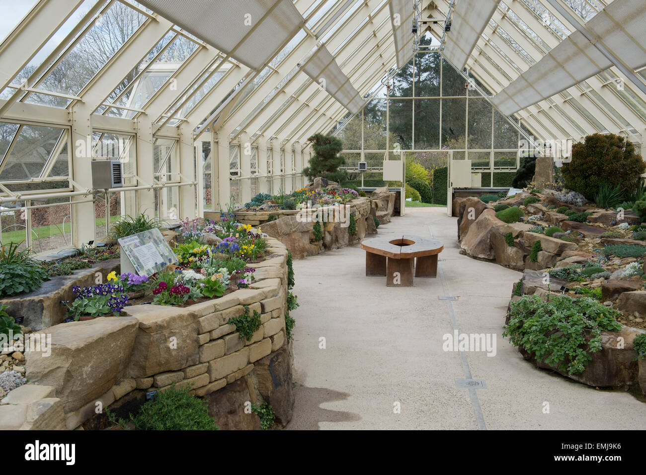 RHS Harlow Carr Gardens Alpine House in full flower. Harrogate, North