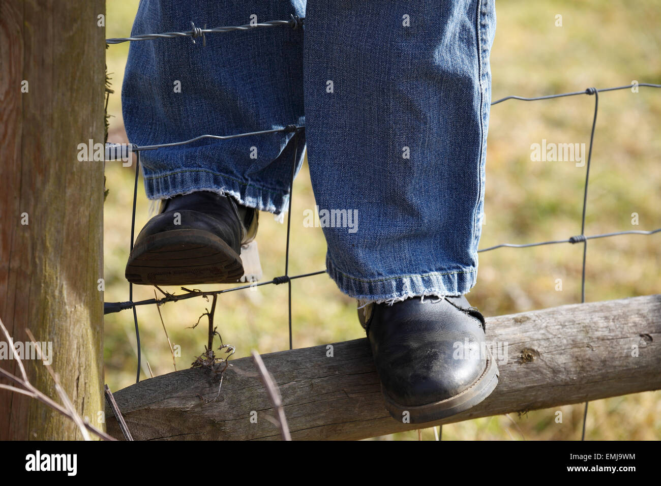 Woman in blue jeans climbing over a fence with barbed wire on a country  walk Stock Photo - Alamy