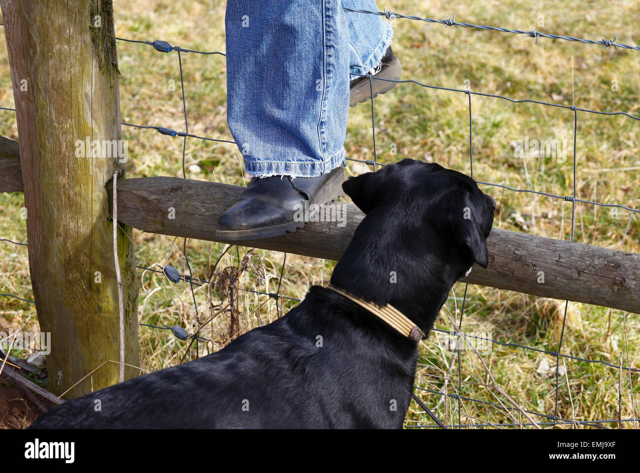 Woman in blue jeans climbing over a fence with barbed wire on a country walk. Stock Photo