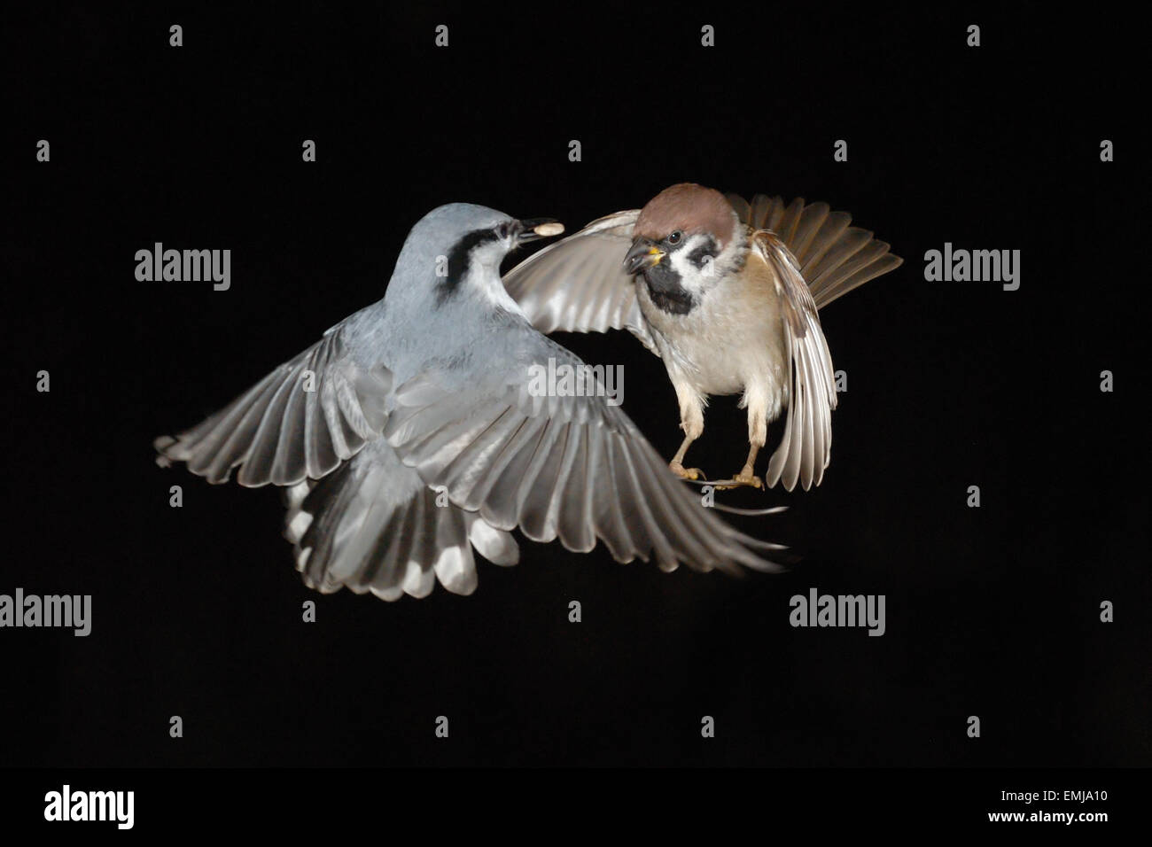 Nuthatch and Tree Sparrow battle in flight Stock Photo