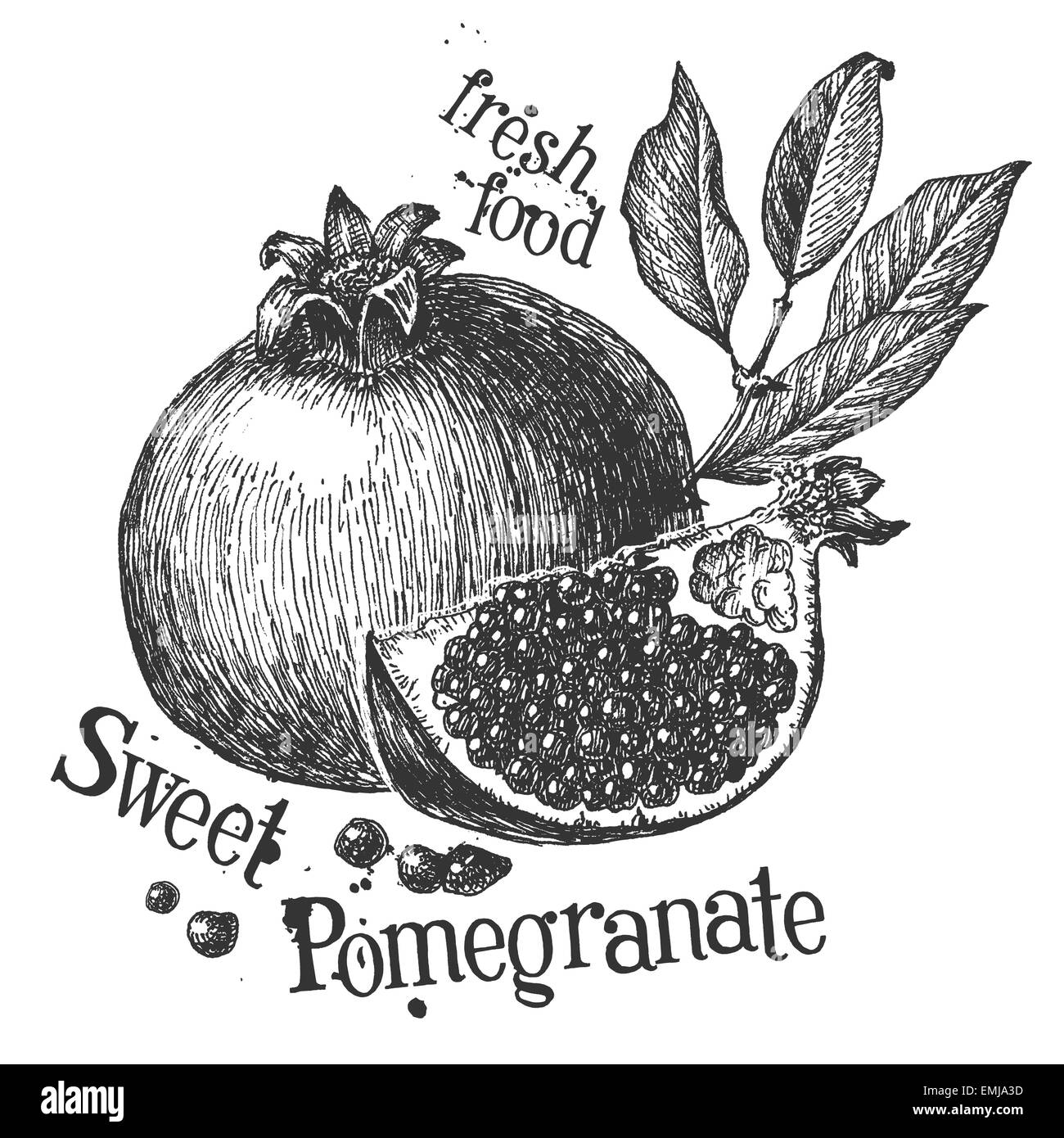 pomegranate on a white background. sketch Stock Photo